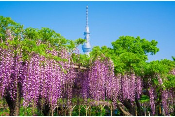 TOUR NHẬT BẢN: HOA TỬ ĐẰNG & HOA CHI ANH